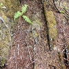 Plants: image 100 Of 208 Thumb